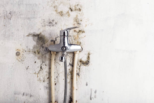 Best Home Mold Removal  in Porter Heights, TX