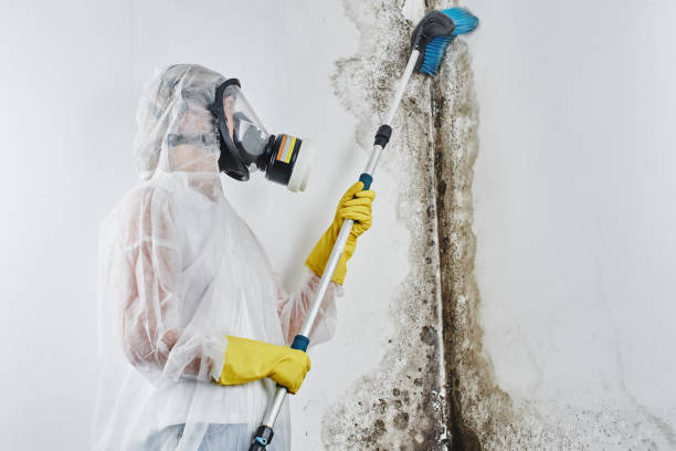 Best Certified Mold Removal  in Porter Heights, TX
