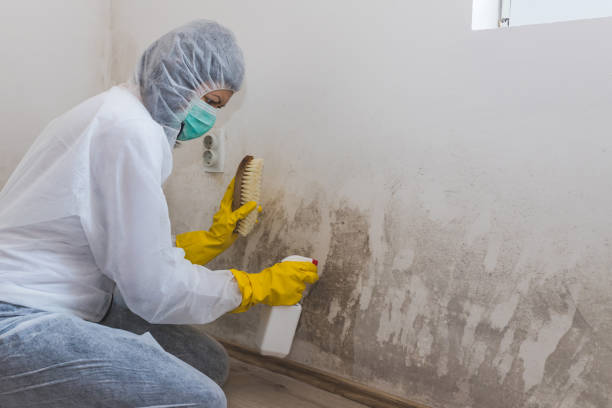 Best Professional Mold Removal  in Porter Heights, TX