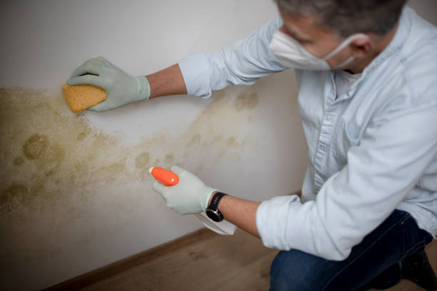 Best Affordable Mold Removal  in Porter Heights, TX