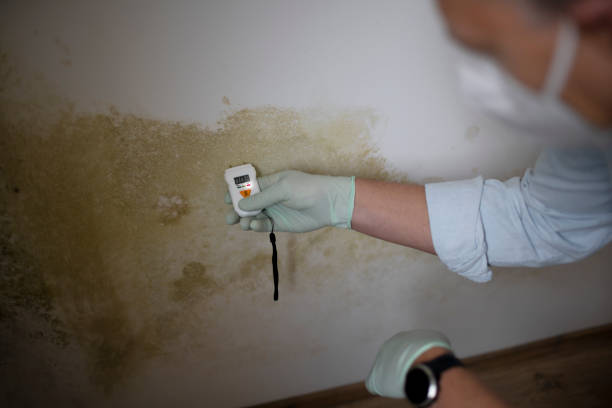 Best Local Mold Removal Service  in Porter Heights, TX