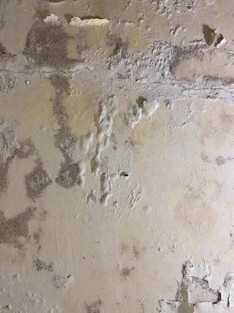 Best Black Mold Removal  in Porter Heights, TX
