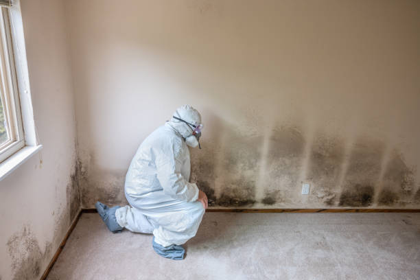 Best Crawl Space Mold Removal  in Porter Heights, TX