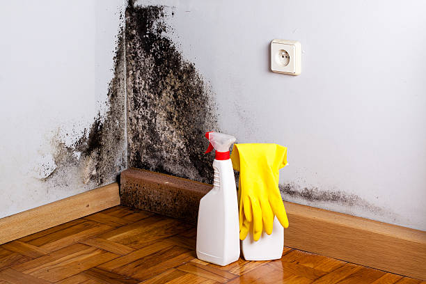 Mold Removal Process in Porter Heights, TX